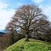 Schöner, weithin sichtbarer Baum auf dem Kamm