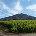 Nach Überschreitung der Staatsstraße können wir noch einen freien Blick über ein Sonnenblumenfeld auf den Staffelberg bewundern.