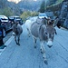 Il nostro arrivo al piccolo parcheggio  dove abbiamo lasciato le auto (sulla sinistra) è stato salutato dalla presenza di numerosi asinelli che sembravano i padroni incontrastati del posto. foto Gigi
