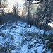 Ultima parte del Dosso bella ripida, tra larici e rododendri.