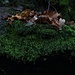 Automne