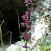 Orchidee - Breitblättrige Stendelwurz (Epipactis helleborine)