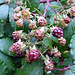 Es hätt noch Brombeeren