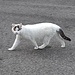 <b>A Cimadera sono accolto da un elegantissimo gatto bianco.</b>