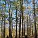 Wieder zurück am Holzschuhpfad folgte ich diesem nun weiter über den mit Steinpyramiden gespickten Bergrücken.