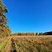 Auf einer großen Lichtung zwischen Buhlstein (rechts) und Löffelsberg (links).