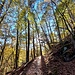 Herrliches Herbstlicht am Eichelberg.