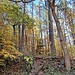 Gleich an der Einfahrt zum Wanderparkplatz führt ein kleiner, unmarkierter Steig in den Wald.