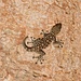 Tag 8 (27.10.) - جرش (Jarash):<br /><br />Fächerfingergecko der Art Ptyodactylus puiseuxi in den Ruinen von Gerasa.