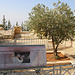 Tag 8 (27.10.) - جبل نيبو (Jabal Nībū):<br /><br />Als Papst Johannes Paul II. den Jabal Nībū im Jahr 2000 pflanzte er diesen Olivenbaum... naja er nahm wohl eher ein Schäuelchen Erde in die Hand und die Arbeit machten Andere :-)