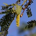 Tag 8 (27.10.) - البحر الميّت (Al Baḩr al Mayyit):<br /><br />Blüte der Langdorn-Kiawe (Prosopis juliflora).