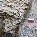 Im Aufstieg zum Passo Valbona - Begleitet von der weiß-roten Markierung und "knusprigem" Fels.
