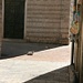 beim Tourbeginn frühmorgens in Kotor sieht man nur Katzen