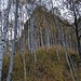 Sulla dorsale. Tra le betulle il Tono della Selva o, semplicemente, il Tono...