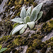 Hingucker in einer Felsspalte: Echte Königskerze (Verbascum thapsus)