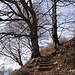 Bäume und Treppen - heute ein vielfaches Sujet