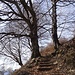 Bäume und Treppen - heute ein vielfaches Sujet