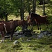 Pferde auf der Alpe Russin 1650m