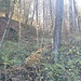 im Wald beim Tüfels-Chäller (wird seit dem Jahr 1999 nicht mehr bearbeitet / es entsteht ein richtiger "Urwald")