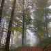 mystischen Nebelwandern im Hochrütiwald