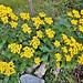 Ajania pacifica Chrysanthemum pacificum gaggio 23 11 2022