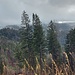 Kein Regen mehr wie am frühen Vormittag, aber nur eine zögernde Wetterbesserung. Hier kam ich in den windgeschützten Waldabstieg.