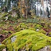 Wie an vielen steilen Waldhängen im Schwarzwald auch hier immer wieder Blockhalden oder auch "Schtairassle" genannt. Eine Bezeichnung, welche ich auf der Tour erstmals auf einer Tafel gelesen habe.