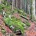 Ein steiler Aufstieg im Brendwald beibt einem nicht erspart.