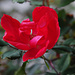 Schöne Rose