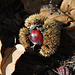 Herbstliche Maronen