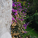 Bougainvillea