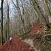 La forêt semble prête à nous tomber dessus !