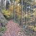 Der Weg Richtung Geigerskopf geht teilweise durch den Wald.
