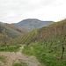 Hier habe ich jetzt den mit "gelber Raute" markierten Weg verlassen und gehe durch die Weinhänge hinunter nach Durbach Oberweiler.