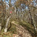 Weg zum Homberg
