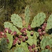 Kaktusblüten im November...