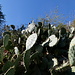 Opuntia engelmannii proveniente dal sudamerica. Simile al fico d'india domina le rocce esposte al sole del giardino