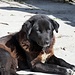 einer der allgegenwärtigen Hunde in Phaplu