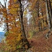 Herbstlicher Gonzenwald