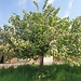 Pflück mich Baum (mit diesem Winpel werden die Selbstpflückbäume im Kanton Aargau markiert)