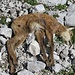 Auf dem Weg liegt ein (abgestürztes) Steinbockkitz