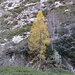 Un larice in veste autunnale