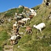 Le capre ci battono il sentiero verso il Lago delle Trote.