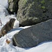 Murmeltier im Schnee