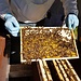 Honigbienen der Imkerei Brüsis