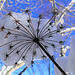 Schneehaube