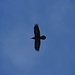 der Toblacher Adler ist gar kein Adler
