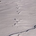 wo der Schneehase hüpft