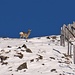 Schneereh