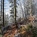 Durch lichten Wald zum Dürrspitz